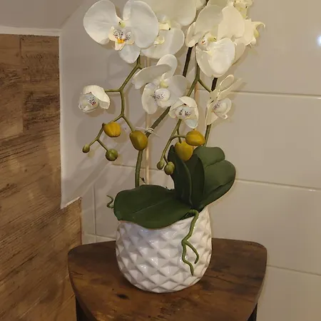 Gusto * 奥斯特罗达