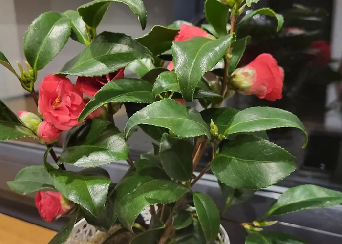 Апартаменты Gusto *